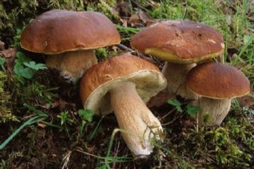 Tariffe funghi anno 2026