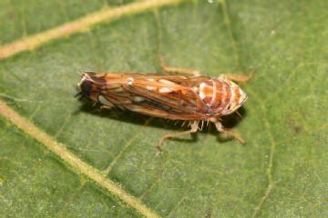 Emergenza Flavescenza dorata
